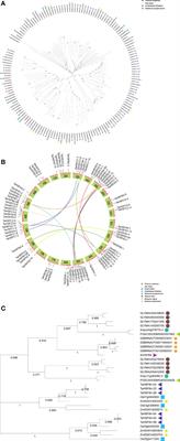 Phylogenetic and expression analyses of HSF gene families in wheat (Triticum aestivum L.) and characterization of TaHSFB4-2B under abiotic stress